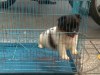 Vietnam un chiot dans une cage d'oiseau